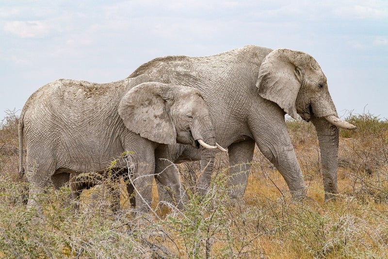 African Safari
